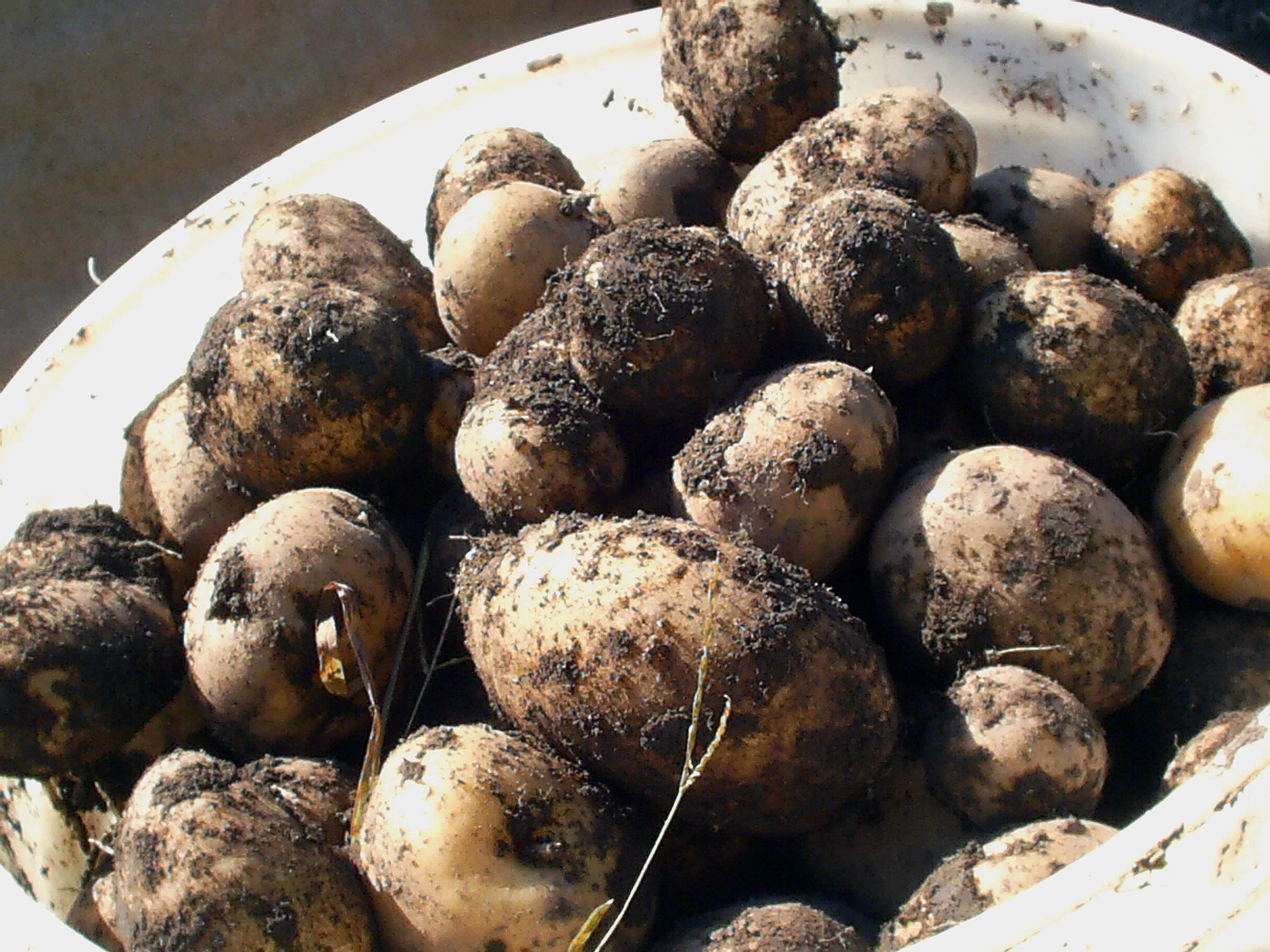 Papa Pastusa Premium
